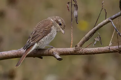 Red-backed Shrike