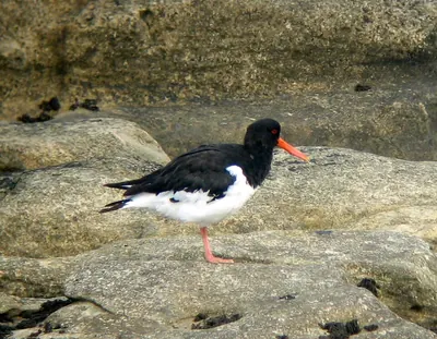 Eurasian Oystercatcher