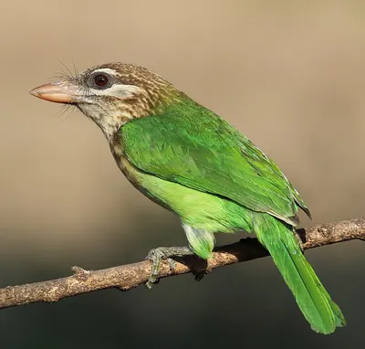 White-cheeked Barbet