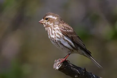 Purple Finch