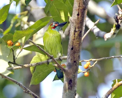 Blue-eared Barbet