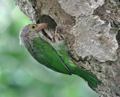 Lineated Barbet