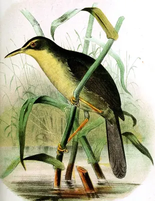 Cetia de Palau