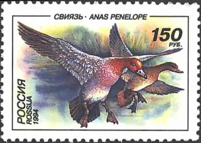 Eurasian Wigeon
