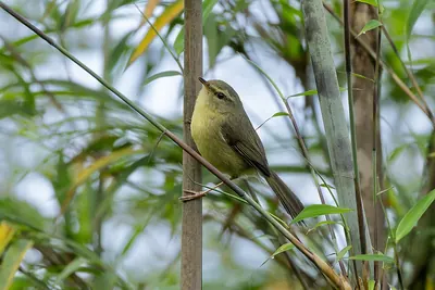 Aberrant Bush Warbler