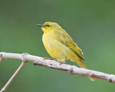 Yellow Honeyeater
