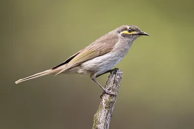 Yellow-faced Honeyeater