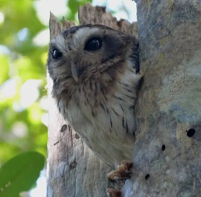 Bare-legged Owl