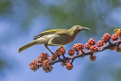 Kikau
