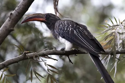 Hemprich's Hornbill
