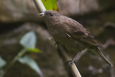 Dark-breasted Rosefinch