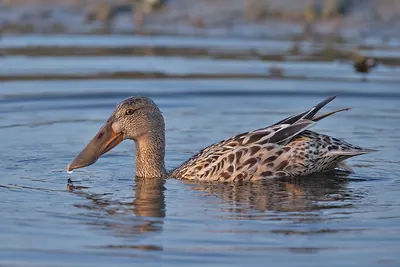 Northern Shoveler