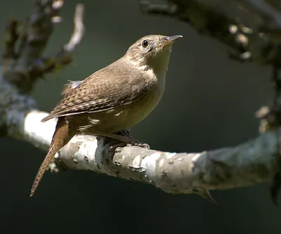 Southern House Wren