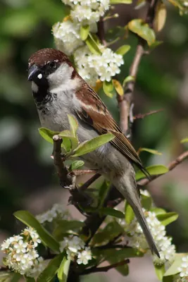 Italian Sparrow