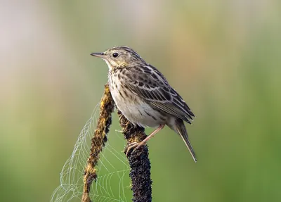Peruvian Pipit