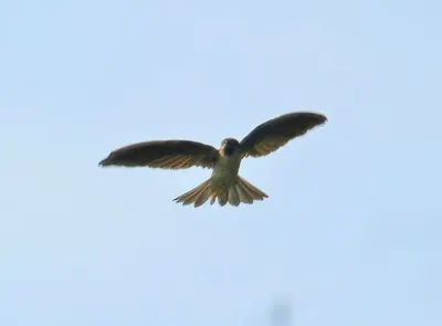 Drab Swiftlet