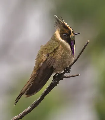 Buffy Helmetcrest