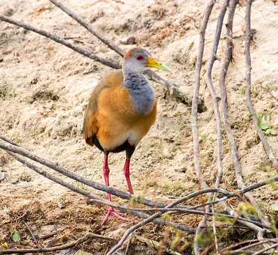 Russet-naped Wood Rail