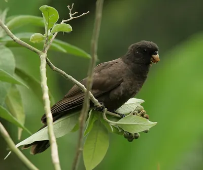 Coracopsis sibilans