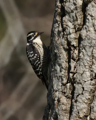 Nuttall's Woodpecker