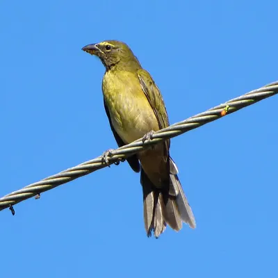 Olive-grey Saltator
