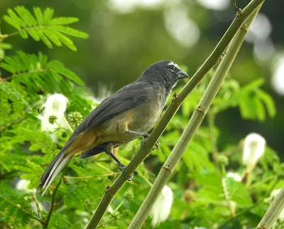 Saltator grandis