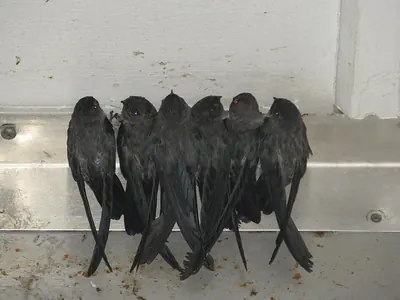 Christmas Island Swiftlet