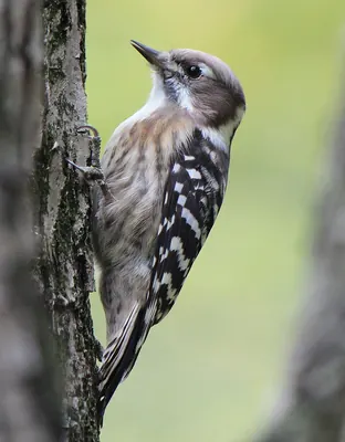 Japanese Pygmy Woodpecker