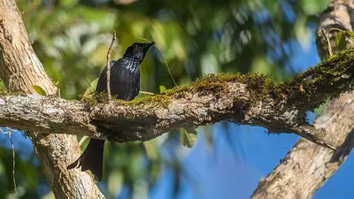 Palawan Drongo