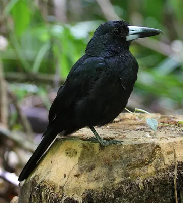 Black Butcherbird
