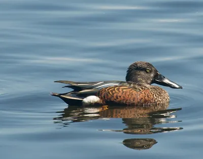 Australasian Shoveler
