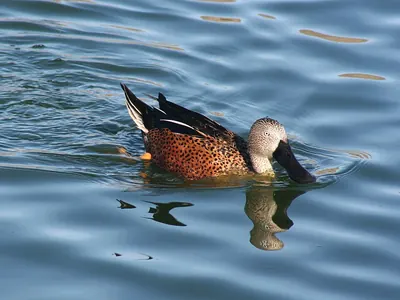Red Shoveler