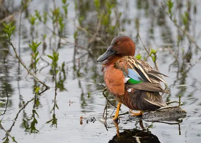 Cinnamon Teal