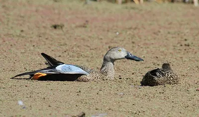 Cape Shoveler