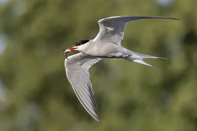 Common Tern
