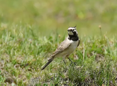 Shore Lark