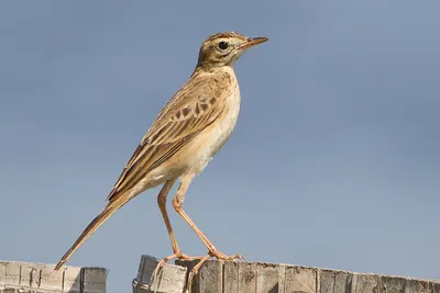 Richard's Pipit