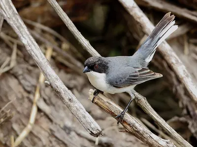 Black-capped Warbling Finch