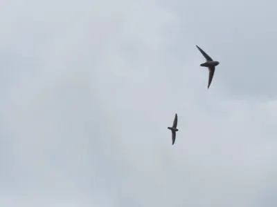 Plume-toed Swiftlet