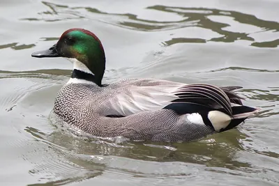 Falcated Duck