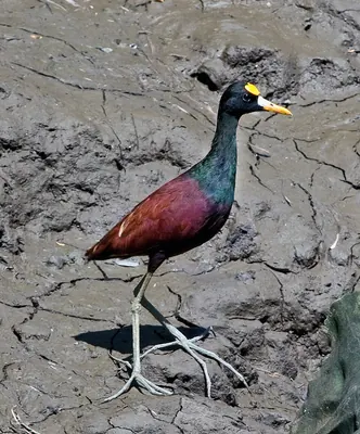 Northern Jacana