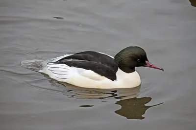 Goosander