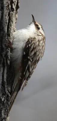 Brown Creeper