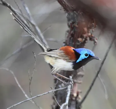 Purple-backed Fairywren
