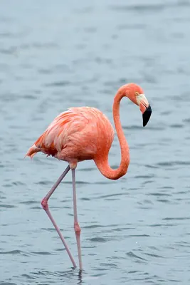 Caribbean Flamingo