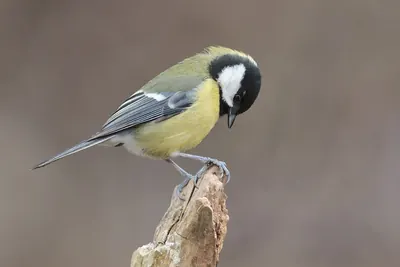 Great tit