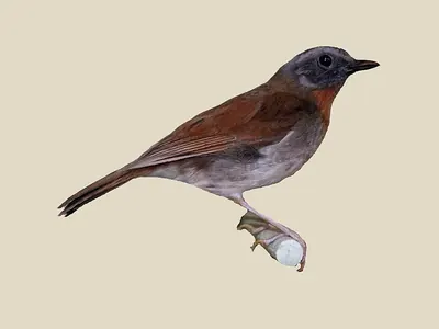 Red-throated Alethe