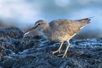 Wandering (Alaskan) Tattler