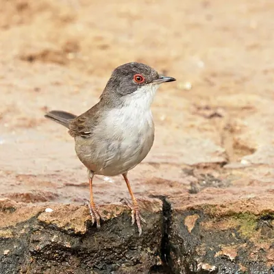 Sardinian Warbler