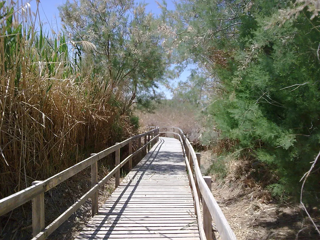 Azraq marsh trail